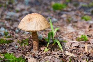 fungo leccinum versipelle. bolete di betulla arancione nella foresta autunnale. raccolta stagionale di funghi commestibili foto