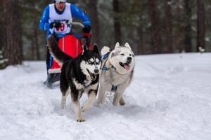 corse di cani da slitta. squadra di cani da slitta husky in imbracatura corsa e autista di cani da traino. gara del campionato di sport invernali. foto