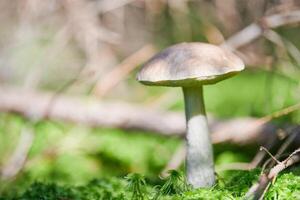 betulla fungo, copia spazio. commestibile fungo in crescita nel muschio. bianca palude fantasma bolete. male assorbito cibo. foto