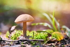 fungo leccinum versipelle nella foresta autunnale. porcini di betulla arancione. pasto sano commestibile. foto