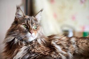 Maine coon gatto, vicino su. divertente, carino gatto con marmo pelliccia colore. maggiore addomesticati razze di felini. morbido messa a fuoco. foto