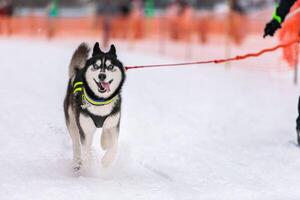 skijoring con i cani da slitta. husky cane da slitta traina il conducente del cane. competizione di campionato sportivo. foto