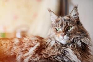 Maine coon gatto, vicino su. divertente, carino gatto con marmo pelliccia colore. maggiore addomesticati razze di felini. morbido messa a fuoco. foto