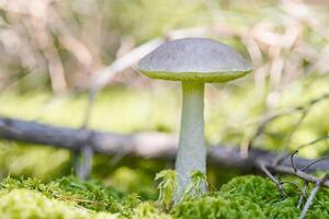 fungo di betulla. fungo commestibile che cresce nel muschio. bolete di palude fantasma bianco. copia spazio foto