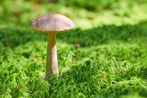 betulla fungo, copia spazio. commestibile fungo in crescita nel muschio. bianca palude fantasma bolete. male assorbito cibo. foto