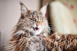 Maine coon gatto, vicino su. divertente, carino gatto con marmo pelliccia colore. maggiore addomesticati razze di felini. morbido messa a fuoco. foto