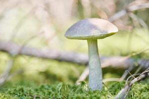 fungo di betulla. fungo commestibile che cresce nel muschio. bolete di palude fantasma bianco. copia spazio foto