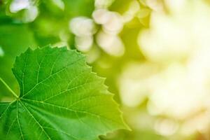 foglie di vite. foglie di vite verdi alla soleggiata giornata di settembre in vigna. presto vendemmia autunnale delle uve per la vinificazione, marmellata e succhi. foto