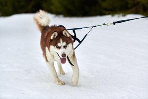 corsa di cani husky su corse di cani da slitta foto