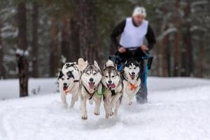corse di cani da slitta. squadra di cani da slitta husky tira una slitta con musher per cani. gara invernale. foto