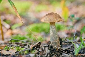 fungo leccinum versipelle. bolete di betulla arancione nella foresta autunnale. raccolta stagionale di funghi commestibili foto