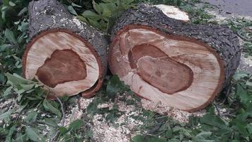 un grosso tronco di un albero caduto viene tagliato in ceppi