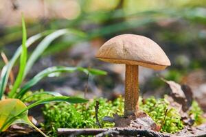 fungo leccinum versipelle. bolete di betulla arancione nella foresta autunnale. raccolta stagionale di funghi commestibili foto