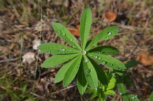 piante forestali e dettagli di alberi e cespugli foto