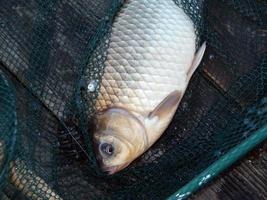 pesca di lago e di fiume foto