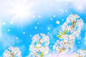 naturale floreale sfondo. fioritura ramo ciliegia. luminosa colorato primavera fiori foto