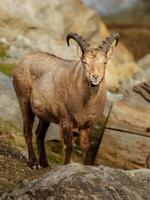 ovest caucasico tur su roccia foto