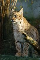 ritratto di eurasiatico lince nel zoo foto