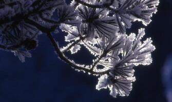 brina su un' pino albero foto