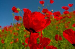 un' mare di rosso papaveri fiorisce sotto il azzurro cielo, petali svolazzanti nel il brezza, vivido e lussureggiante in mezzo il verde, un' testamento per il vivace vita di primavera. foto