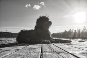 Goldendoodle cane dire bugie su un' molo e guardare a un' lago nel Svezia. animale foto