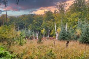 Visualizza di un' radura nel davanti di un' deciduo foresta. fotografia a partire dal un' natura parco foto