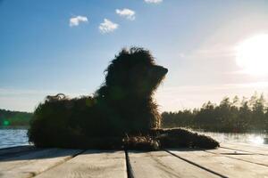 Goldendoodle cane dire bugie su un' molo e guardare a un' lago nel Svezia. animale foto