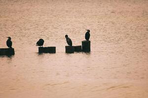 cormorano su un' frangiflutti su il baltico mare. il uccelli asciutto loro piume nel il sole foto