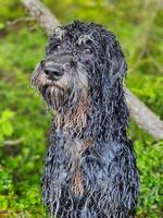 ritratto di un' bagnato Goldendoodle . il cane è seduta con bagnato Riccio lungo nero pelliccia foto