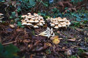 un' gruppo di funghi nel il foresta su il foresta pavimento. muschio, pino aghi. foto