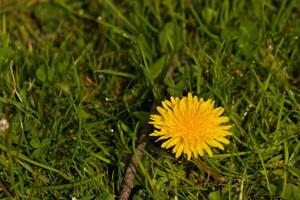 io amore il Guarda di Questo dente di leone fiore seduta nel il erba. il lungo giallo petali raggiungendo fuori. il giallo colore di Questo fiore in piedi su a partire dal il verde erba. io amore queste poco fiori selvatici. foto