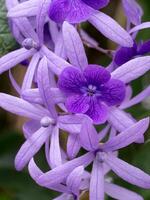 viola petrea fiori su albero. foto