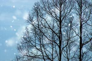 rami asciutto nel il inverno. foto