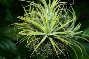 verde Tillandsia. aria pianta foto