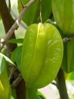 stella frutta su albero. foto