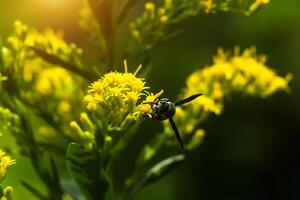 vicino su di solidago canadensis fiore. foto