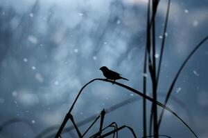 uno solitario uccello è su un' foglia nel inverno. foto