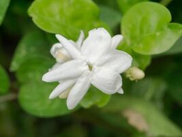 bianca di gelsomino fiore. foto