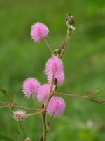 sensibile pianta o mimosa pudica pianta. foto