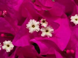 vicino su di carta fiore. foto