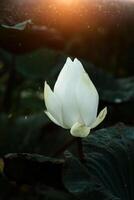 bellissimo fiore di loto bianco foto