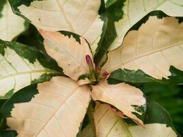 pseudoranthemum atropurpureo pianta foto