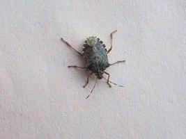 bug scudo verde animale della classe insetti insetti foto