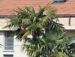 palma in italia foto