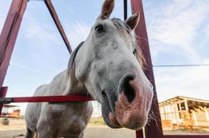 testa di cavallo in un ranch foto