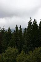 paesaggio nebbioso della foresta di montagna la sera foto