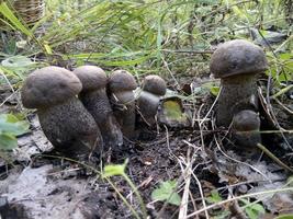 funghi nella foresta foto