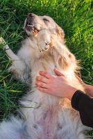 bella donna caucasica sdraiata sull'erba con il suo cane golden labrador retriever in un parco al tramonto foto