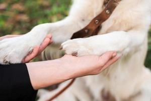 donna e il suo cane che si tengono per mano all'aperto foto