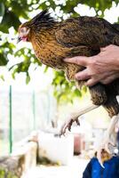 donna di mano Tenere un' bellissimo gallina nel un' cortile foto